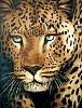 leopard_70x50.jpg