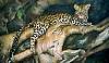 leopard_im_baum_60x100.jpg