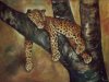 leopard_im baum_haengend_60x80.jpg