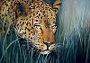 leopard_im_gras_50x70.jpg