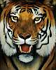 tiger_100x90.jpg